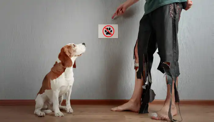 Common Myths About Dog Behavior Common Myths About Dog Behavior