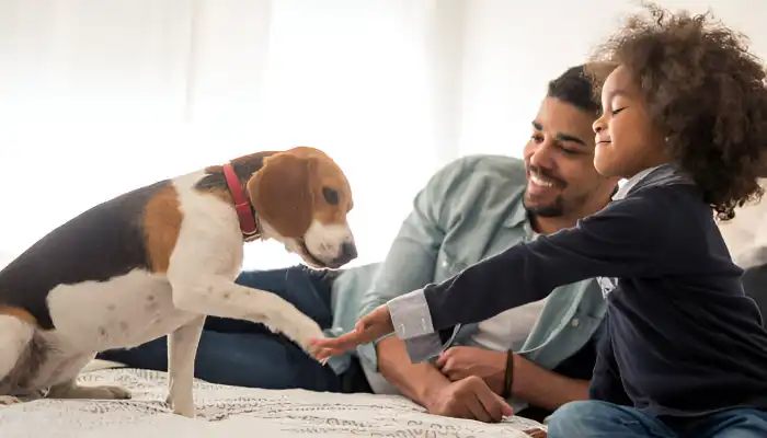 How Do Dogs Communicate How Do Dogs Communicate