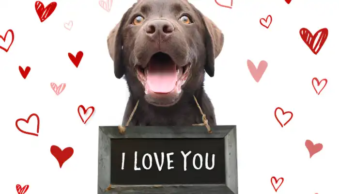 How Do Dogs Say I Love You