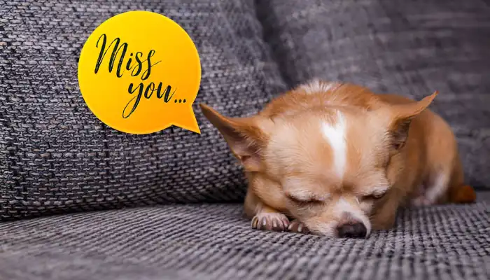 How Do Dogs Say I Miss You