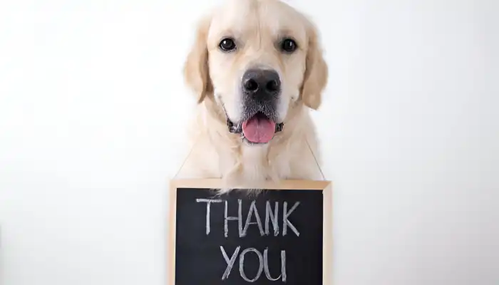 How Do Dogs Say Thank You