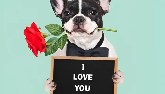 How Do I Say I Love You in Dog Translator