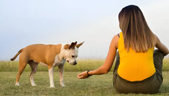 How Do You Tell a Dog You are Sorry