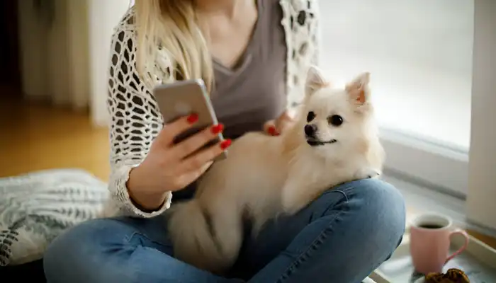 The Functionality Of English to Dog Translators The Functionality Of English to Dog Translators