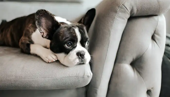 What Do Dogs Say When They Are Sad