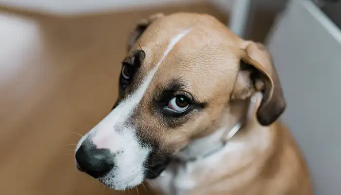 What Is Sorry in Dog Language