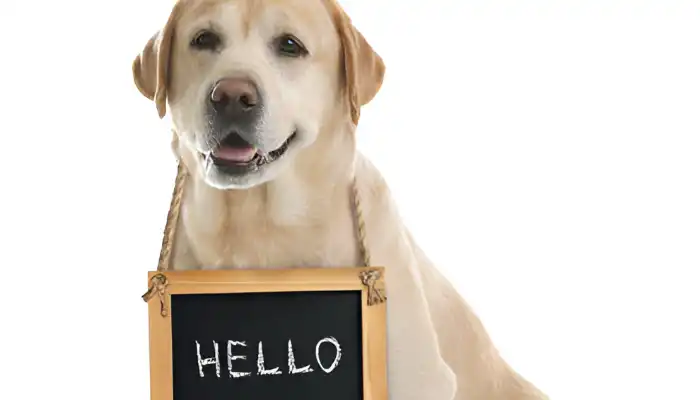Whats Hello in Dog Language