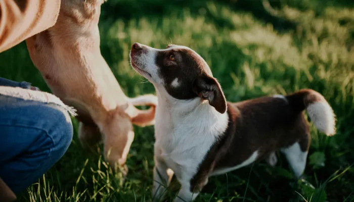 Common Dog Sounds and Their Meanings Common Dog Sounds and Their Meanings