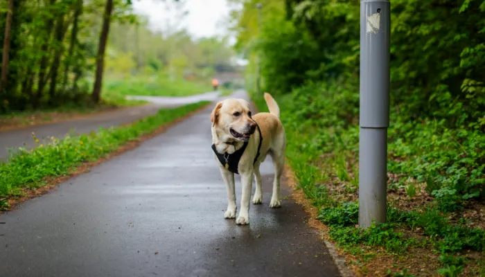 Dog Behavior and Non-Verbal Communication Dog Behavior and Non-Verbal Communication