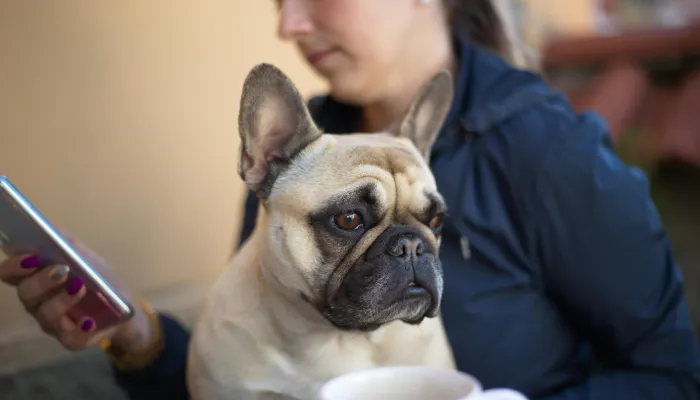 The Best Dog Translator Apps in 2025 The Best Dog Translator Apps in 2025